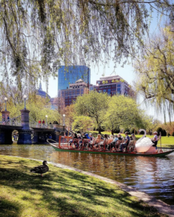 swan boats boston public garden